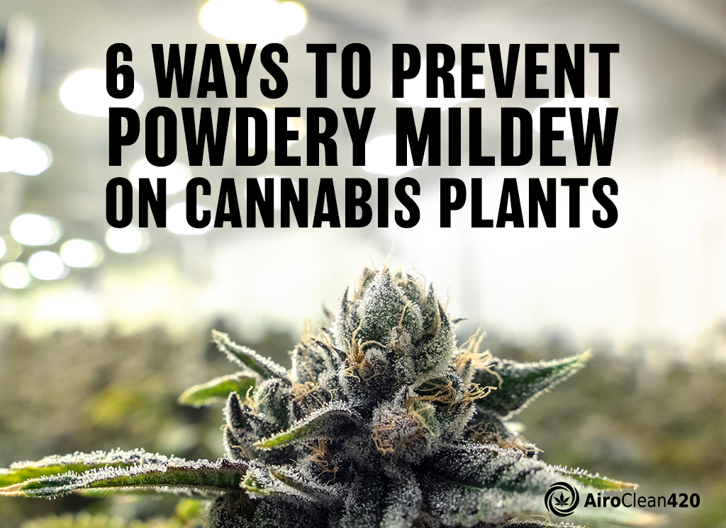 6 ways to preven powdery mildew on cannabis