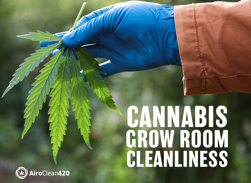 cannabis grow room cleanliness, sanitization vs sterilization