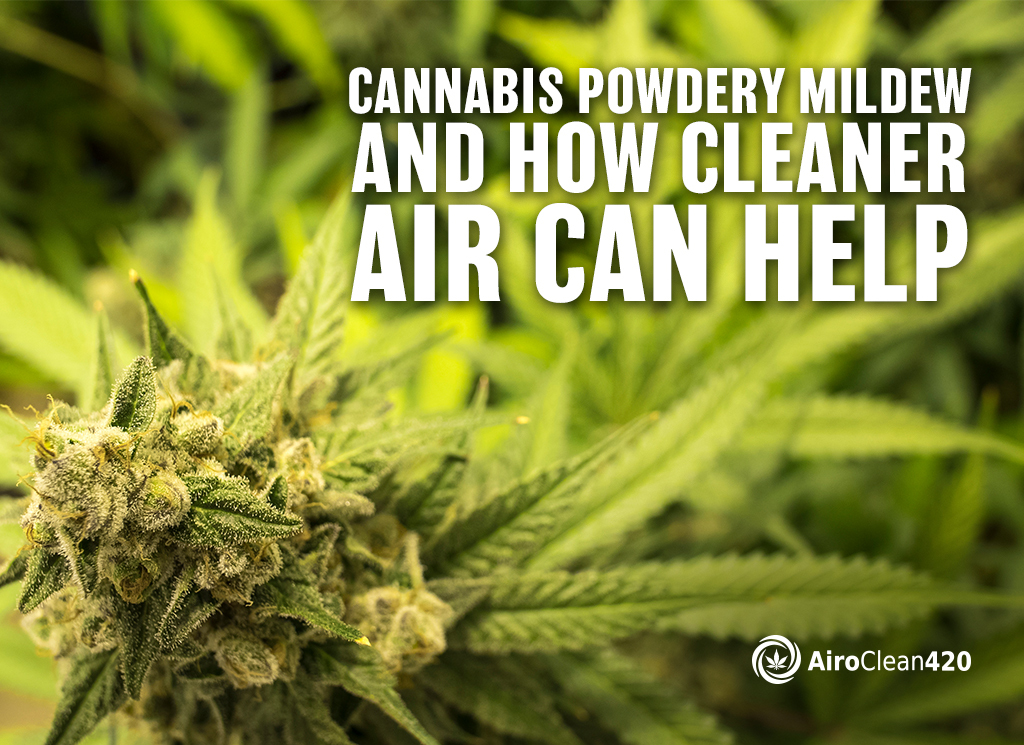 cannabis powdery mildew and how clean air can help
