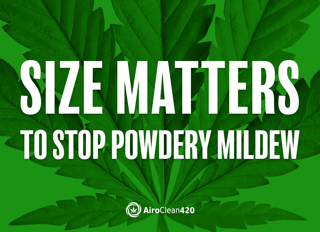 Grow room size matters to stop powdery from destroying your cannabis crop