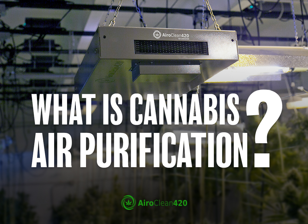 What is cannabis air purification? Learn more at AiroClean420