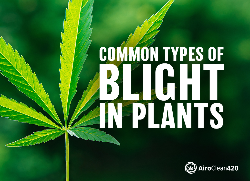 common types of blight in plants