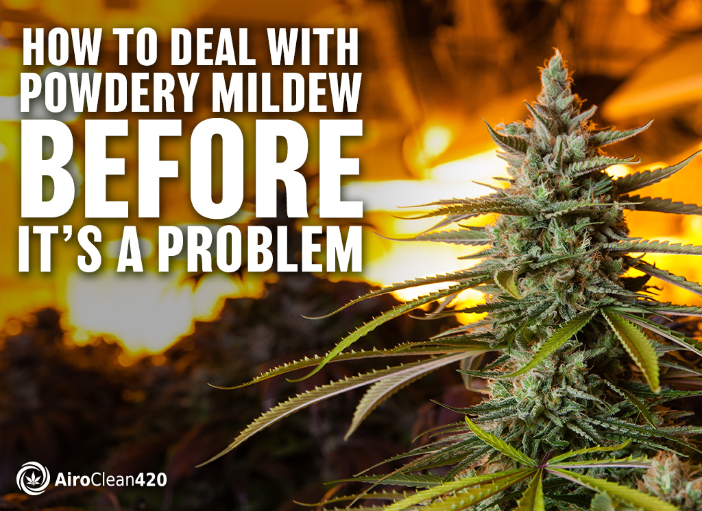 dealing with powdery mildew before it becomes a problem