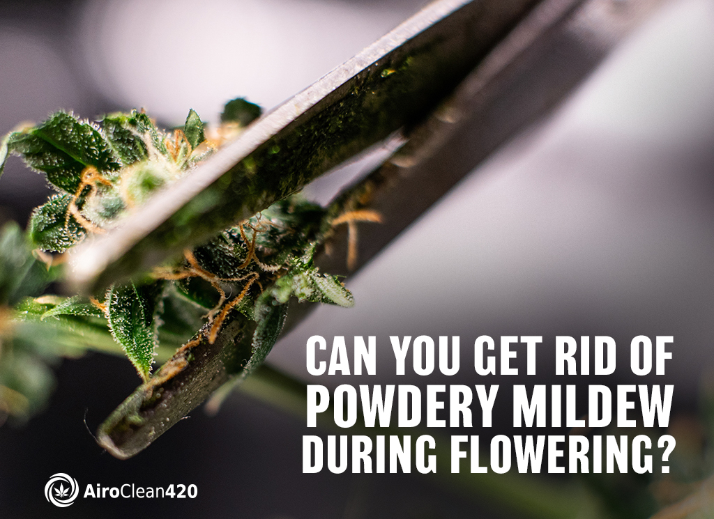 can you get rid of powdery mildew during flowering?
