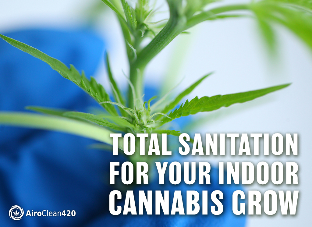 total sanitation for your indoor cannabis grow