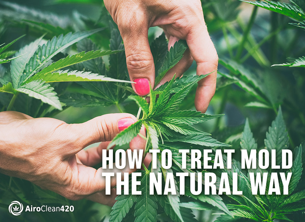 how to treat mold the natural way