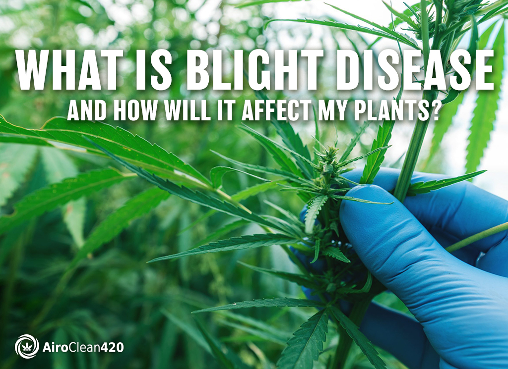 what is blight disease and how will it affect my plants